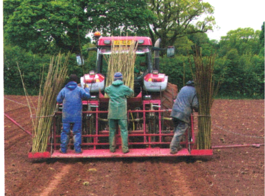 planting